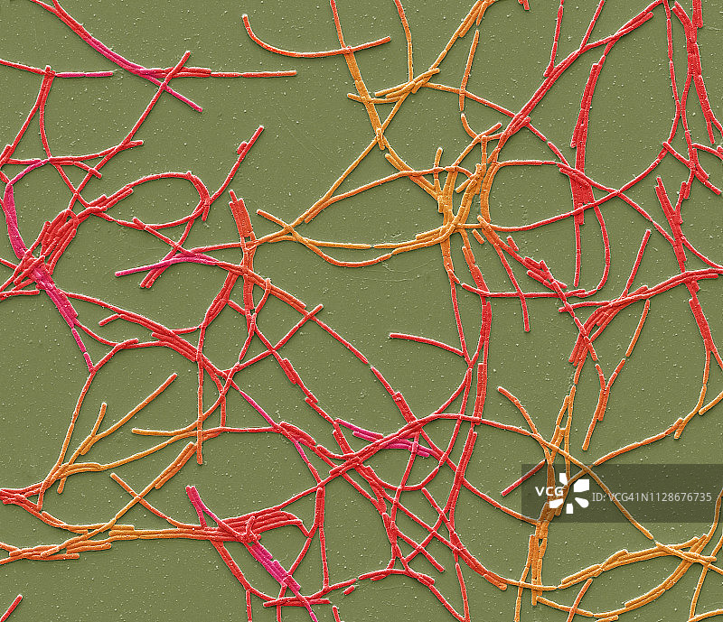 炭疽杆菌，扫描电镜图片素材