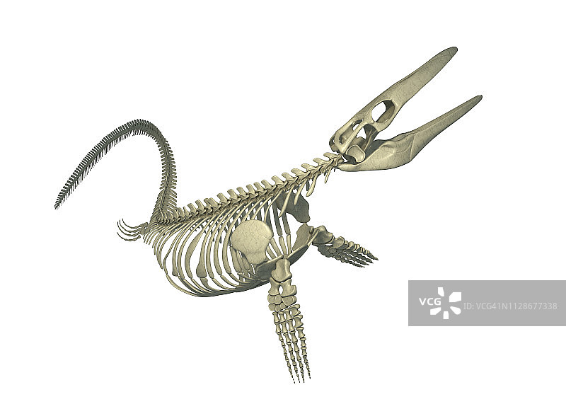 沧龙骨骼插图图片素材