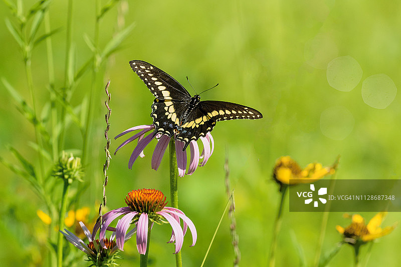 在紫色松果菊上的黑凤蝶图片素材