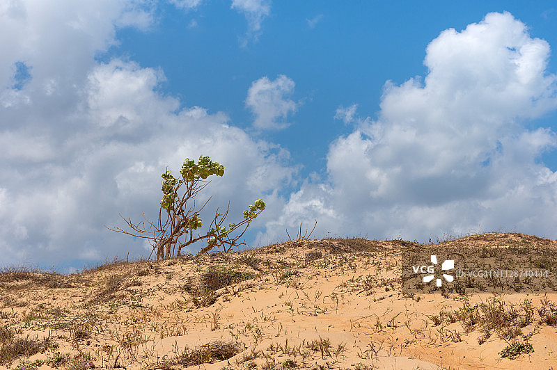 杰里科科拉的塞拉多植被与云彩和蓝天形成对比图片素材