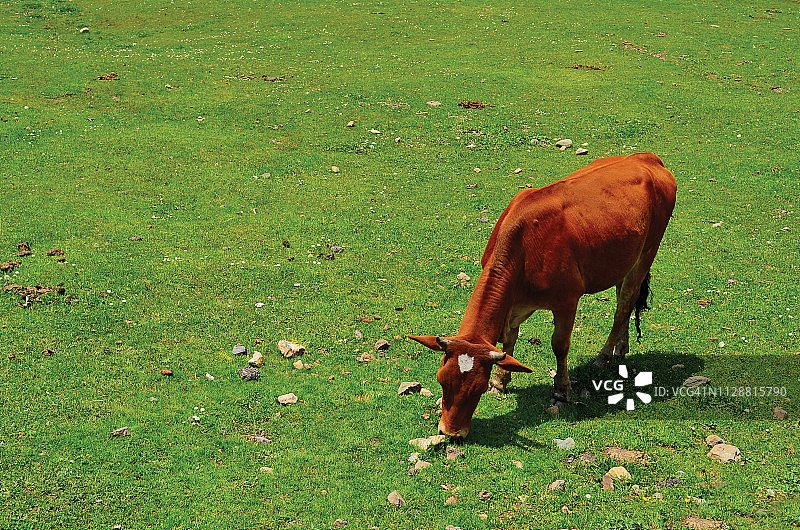 在印度查谟和克什米尔邦绿色田野里吃草的牛图片素材