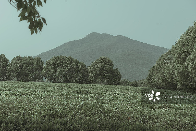 山间自然茶园风光图片素材