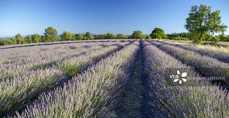 普罗旺斯的薰衣草图片素材