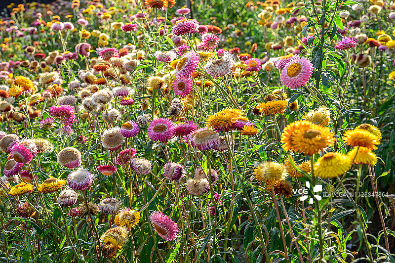 泰国Phu Hin Rongkra公园美丽的麦秆菊花田图片素材