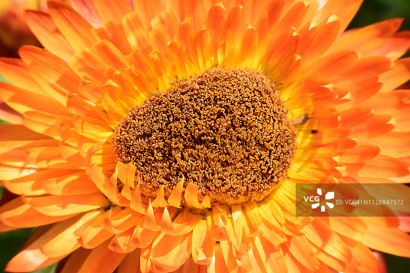 美丽的蜡菊图片素材