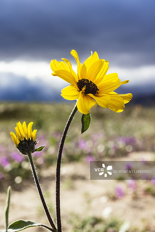 沙漠野花：沙漠向日葵图片素材