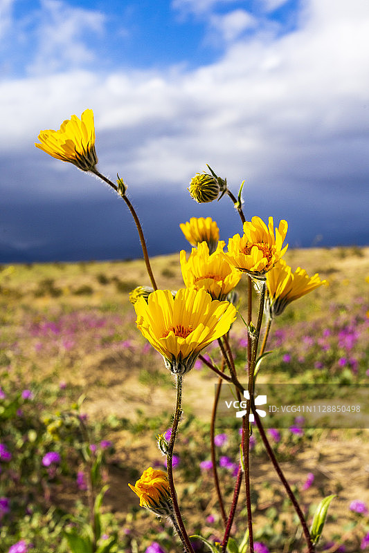 沙漠野花：沙漠向日葵图片素材