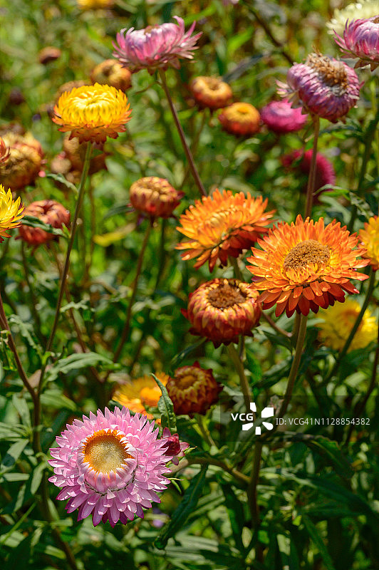 泰国Phu Hin Rongkra公园美丽的麦秆菊花田图片素材