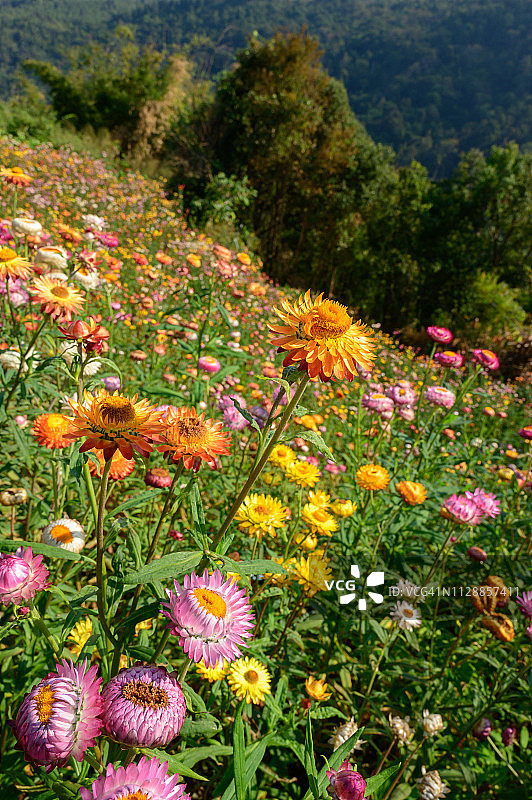 泰国Phu Hin Rongkra公园美丽的麦秆菊花田图片素材