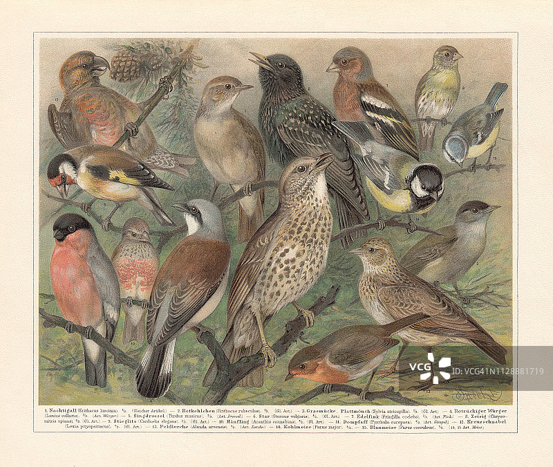 1897年出版的欧洲鸣禽图片素材