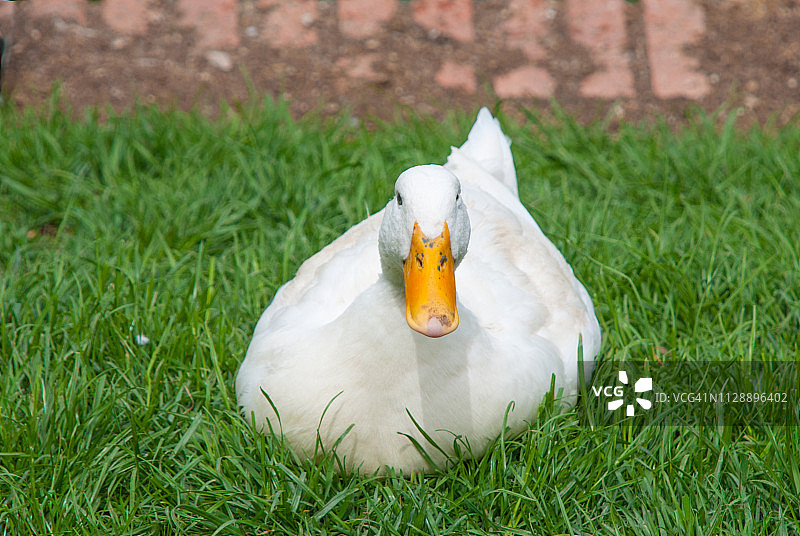 美国家鸭图片素材