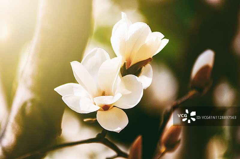 玉兰花图片素材