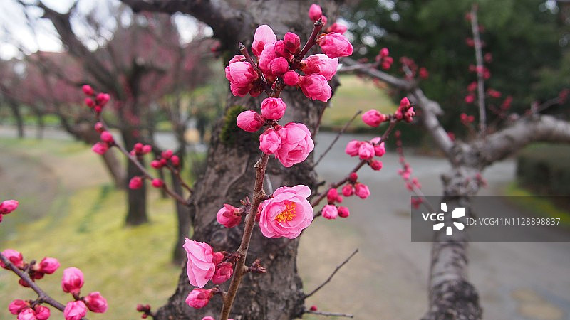 紫红色粉色梅花图片素材