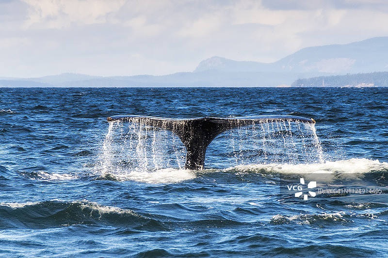 加拿大不列颠哥伦比亚省胡安·德·富卡海峡的座头鲸尾巴图片素材