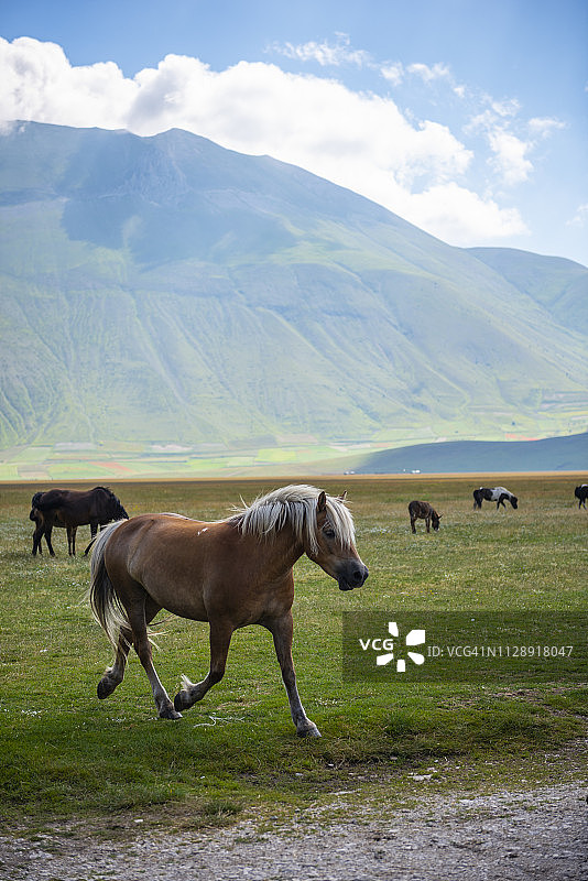 意大利翁布里亚，锡比利尼国家公园，卡斯特卢奇奥大平原上的骏马图片素材