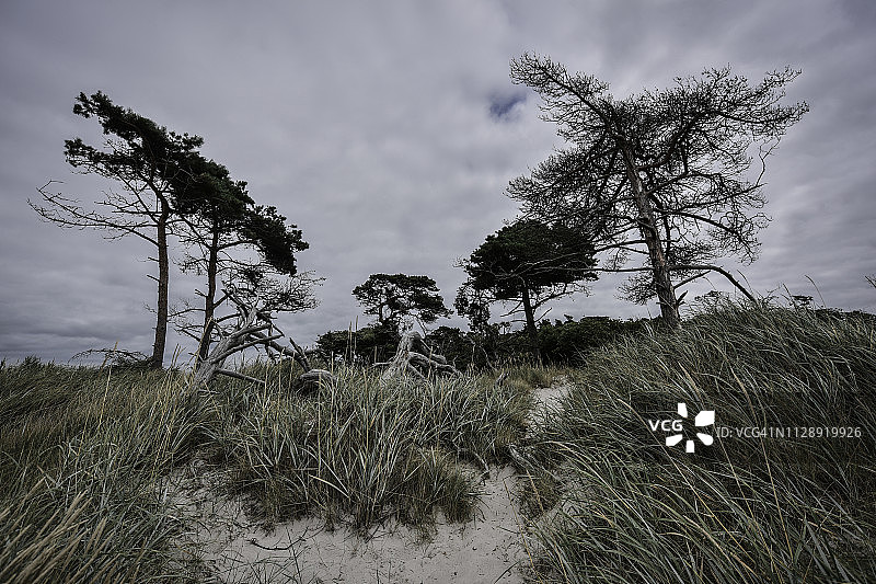 德国梅克伦堡-前波美拉尼亚 Zingst：傍晚的树木图片素材