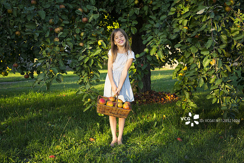微笑小女孩提着一篮子采摘的苹果，赤脚站在草地上的肖像图片素材