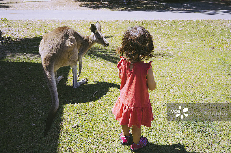 澳大利亚希尔斯堡角国家公园：小女孩与袋鼠在草地图片素材