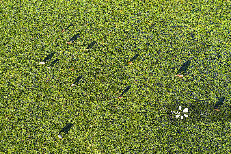 德国上巴伐利亚明辛附近牧场上的牛群航拍图片素材