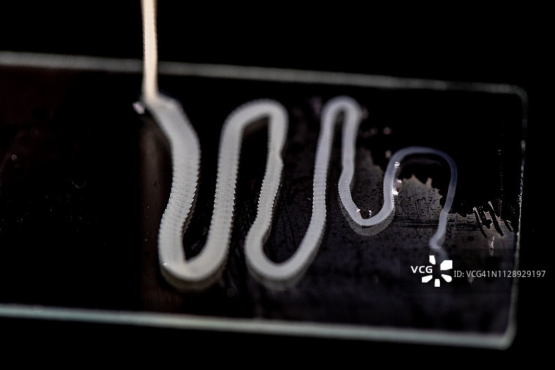 在实验室研究因摄入被绦虫卵或幼虫污染的食物或水而引起的绦虫感染图片素材