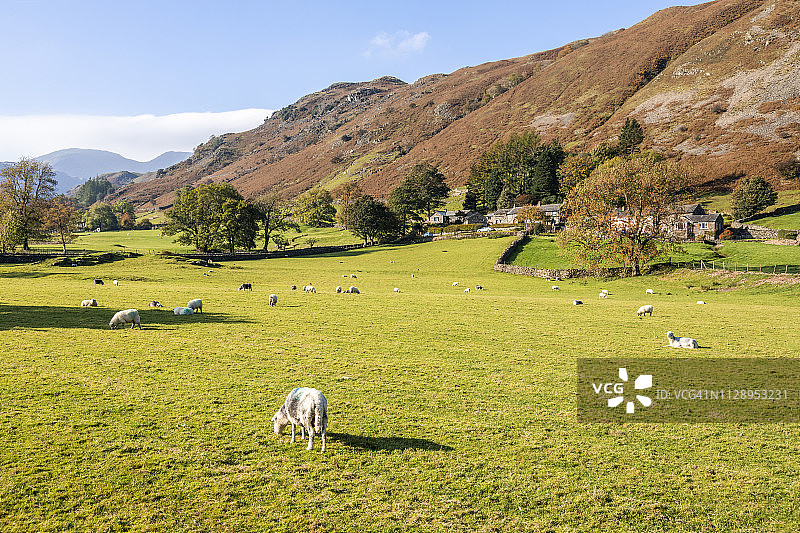 英国坎布里亚郡布里真德圣星期日克拉格峰下迪普代尔吃草的羊群图片素材
