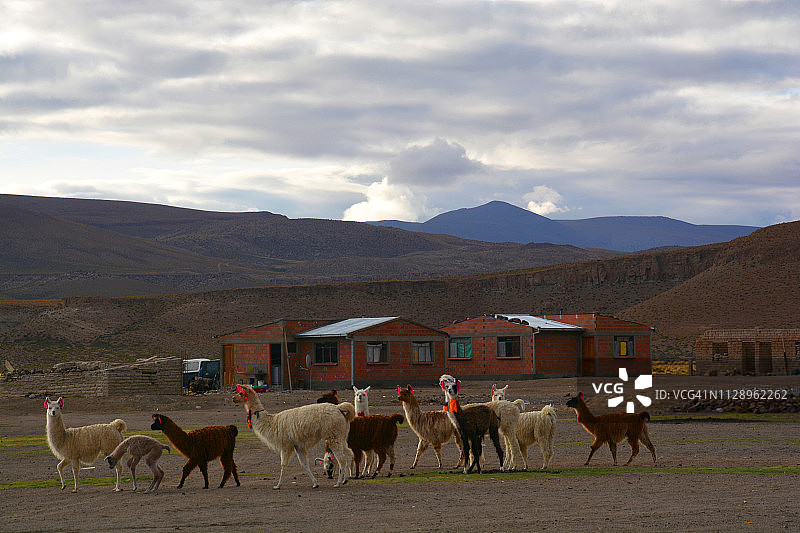 玻利维亚苏德利佩兹的羊驼图片素材