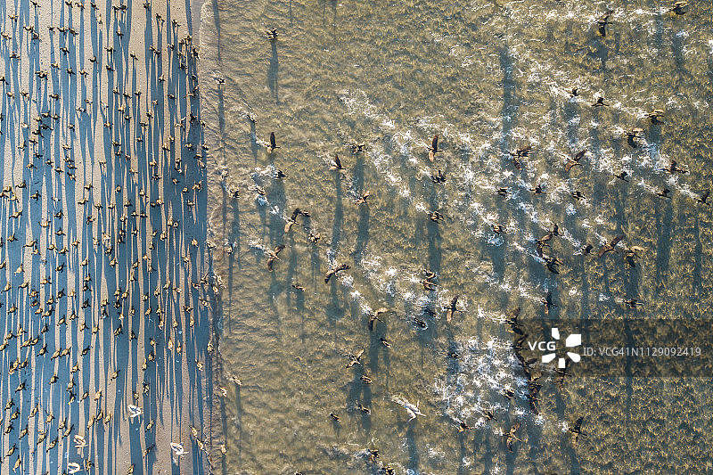 墨西哥下加利福尼亚州圣卡洛斯附近起飞的鸬鹚群图片素材