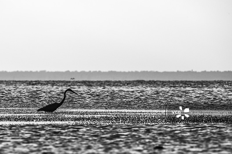 墨西哥苍鹭图片素材