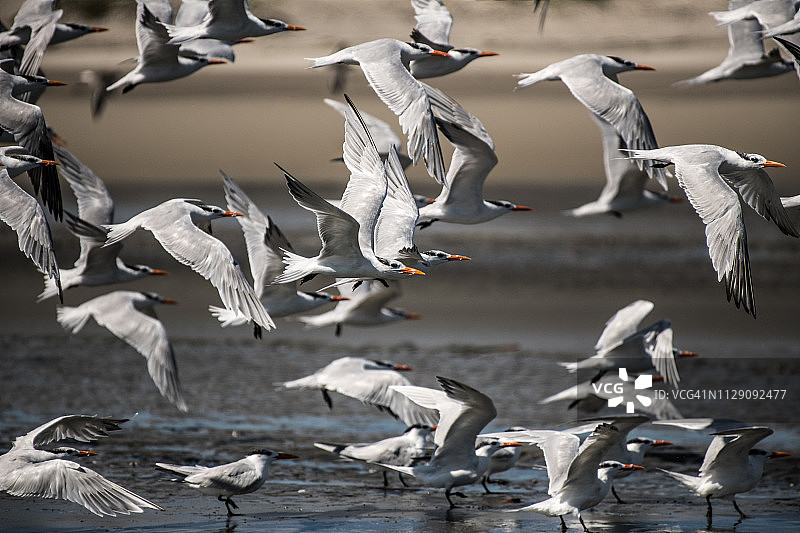 墨西哥下加利福尼亚州圣卡洛斯附近起飞的鸬鹚群图片素材