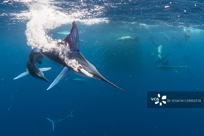 条纹马林鱼猎捕鲭鱼和沙丁鱼，海狮加入图片素材