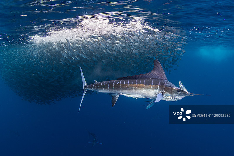 条纹枪鱼捕食鲭鱼和沙丁鱼图片素材