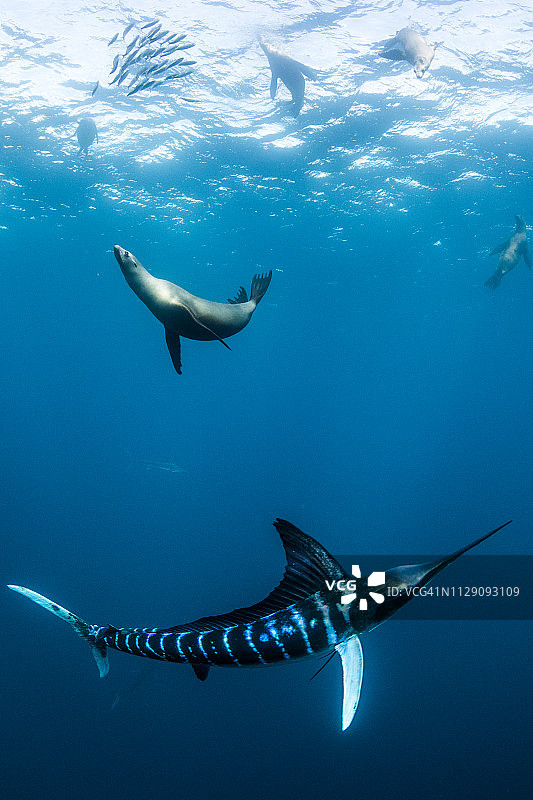 条纹马林鱼猎捕鲭鱼和沙丁鱼，海狮加入图片素材