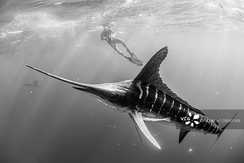 潜水员拍摄的条纹马林鱼捕食鲭鱼和沙丁鱼图片素材