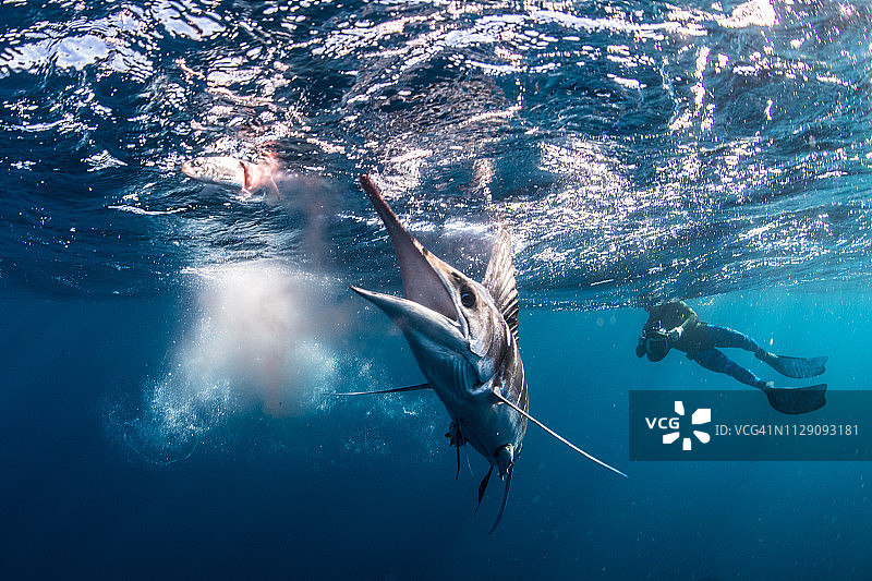 潜水员拍摄的条纹马林鱼捕食鲭鱼和沙丁鱼图片素材