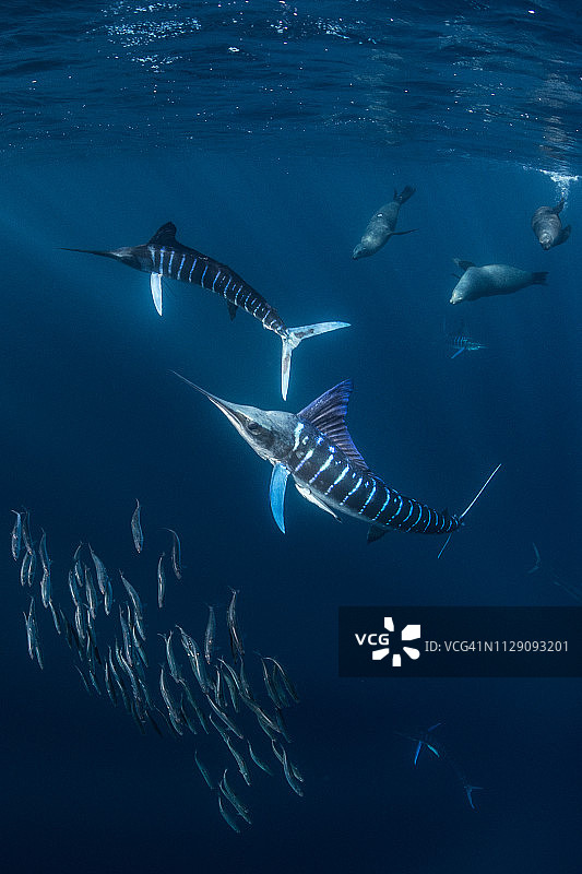条纹马林鱼猎捕鲭鱼和沙丁鱼，海狮加入图片素材