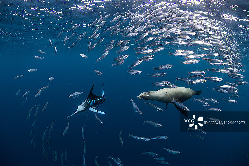 条纹马林鱼捕食鲭鱼和沙丁鱼，海狮加入图片素材