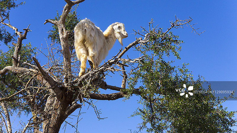 摩洛哥马拉喀什，在阿甘树上的山羊图片素材