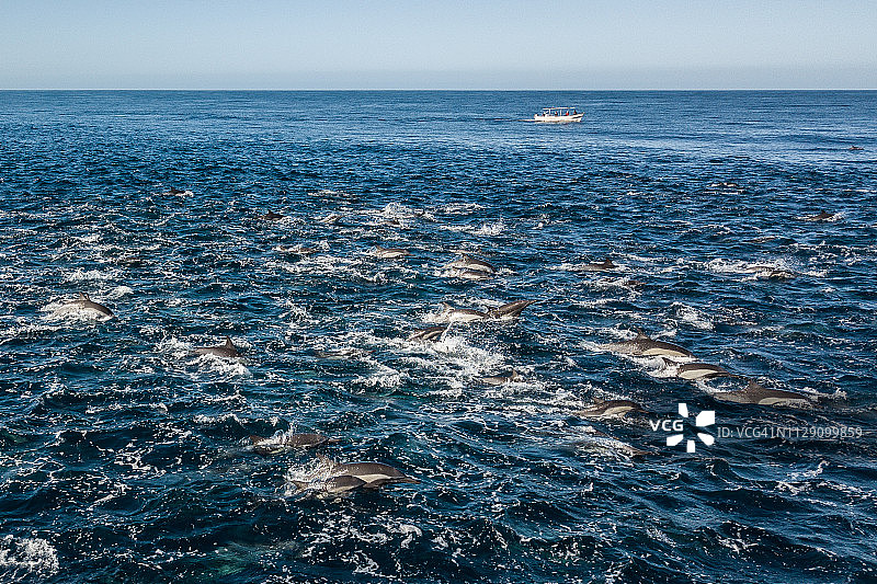 加利福尼亚下加州附近的普通海豚群图片素材