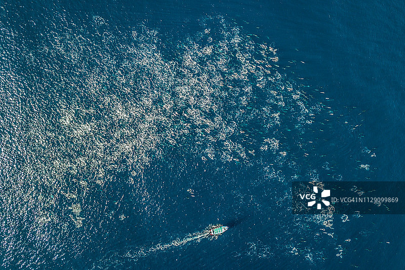 加利福尼亚下加州附近的普通海豚群图片素材