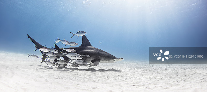 双髻鲨与鱼群，巴哈马群岛比米尼图片素材