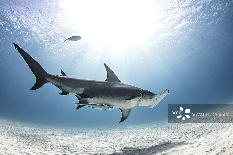 双髻鲨，爱丽丝镇，比米尼岛，巴哈马图片素材
