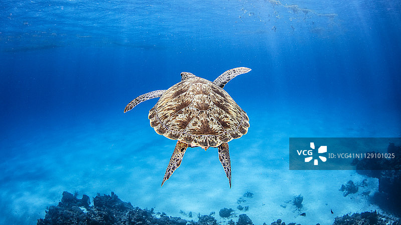 绿海龟，帕兰卡礁，科苏梅尔，金塔纳罗奥，墨西哥图片素材
