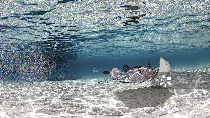 南方黄貂鱼，黄貂鱼城，开曼群岛图片素材