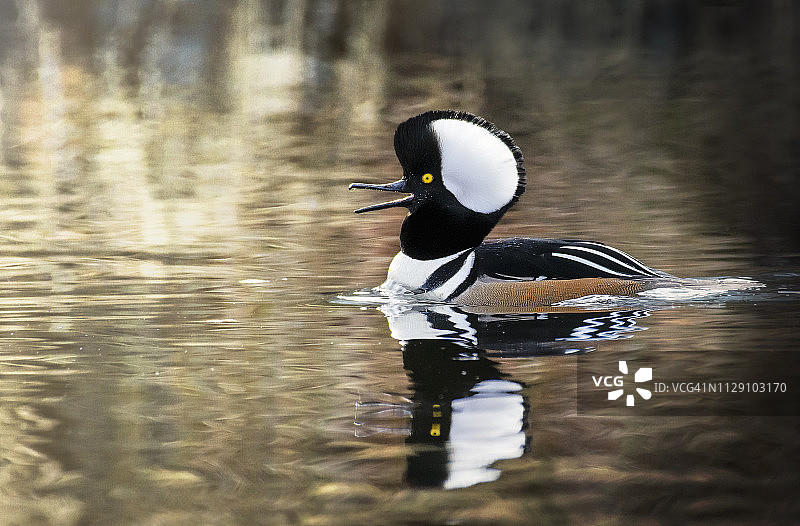 长岛明水湖上张着嘴的美丽雄性凤头潜鸭图片素材