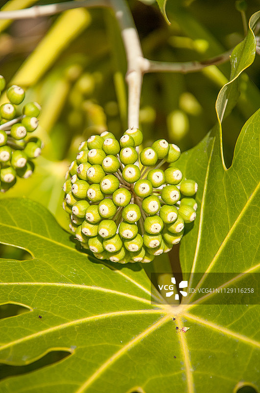 八角金盘植物图片素材