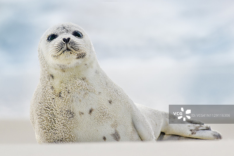 好奇的竖琴海豹，鼻子是心形的，在长岛琼斯海滩图片素材