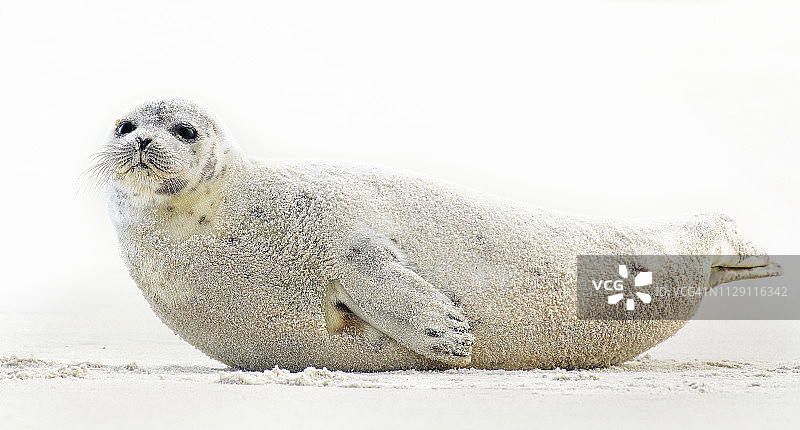 在长岛琼斯海滩摆姿势的格陵兰海豹图片素材