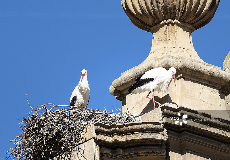 白色教堂上筑巢的欧洲鹳鸟特写图片素材