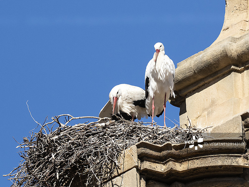 白色教堂上筑巢的欧洲鹳鸟特写图片素材