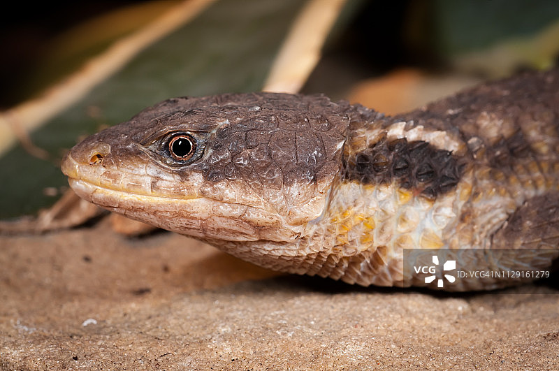 东非多刺尾蜥蜴图片素材